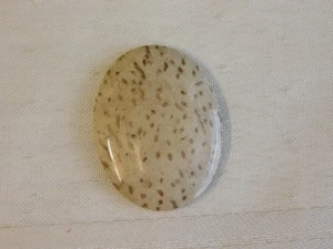 Fossil Palm Wood Cabochon - Picture 1 of 6