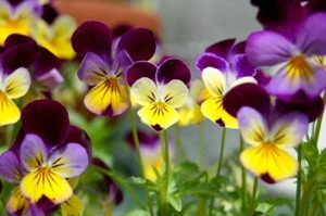 2000+ Bulk Seeds JOHNNY JUMP UP Viola Pansy Heirloom Flowers Quality Seed Butter - Picture 1 of 9