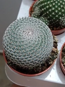 Mammillaria Pseudoperbella Pianta Succulenta Radice Vaso 5 Cm - Foto 1 di 4