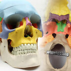 Crâne humain anatomie anatomique squelette modèle médical et os colorés 2 pièces