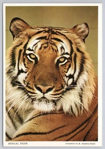 Postcard Bengal Tiger - Picture 1 of 2