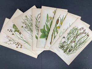 Antike Botanicals, Blumen, Anne Pratt, Auflösung, 8 Drucke - Bild 1 von 3