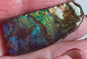 Ammolite Ammonite Coated Stone 45.4x20x5mm 18250 - Picture 1 of 5