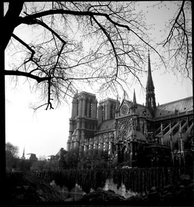 Paris Cathédrale Notre-Dame Arbre branches - ancien négatif photo an. 1950 - Imagen 1 de 1