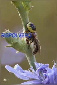 Fotografia Photo 24x30 Macro Ragno Synaema Globosum HD Alta Definizione - Picture 1 of 1