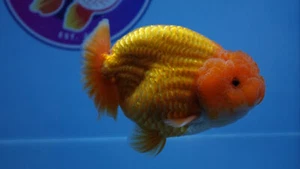A Grade Peach Ranchu Male Goldfish - Picture 1 of 7