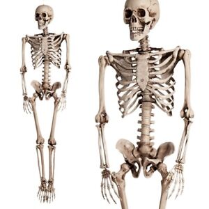 5.6ft Halloween Human Poseable Skull Skeleton Full Life Size Props Party Decor