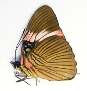 Unmounted Butterfly/Nymphalidae - Adelpha lycorias lara, male, Peru - Picture 1 of 1