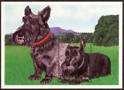SCOTTISH TERRIER Scottie Dog Art Postage Stamp Souvenir Sheet St Vincent 1998