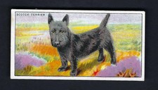 DRAPKIN - DOGS AND THEIR TREATMENT - #14 SCOTCH TERRIER