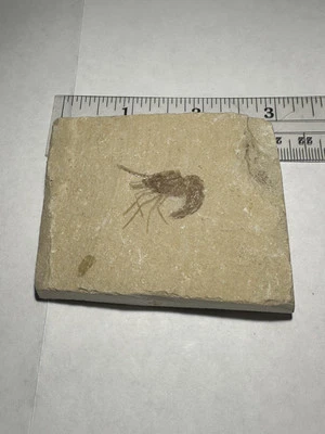 BEAUTIFUL DETAILED LEBANON CRETACEOUS FOSSIL SHRIMP DINOSAUR AGE 3x2.5 INCHES - Image 1 of 3