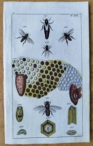 Bee Insects (G) - Wilhelm Original Colored Print - 1800 - Picture 1 of 1