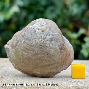 Rare cardita listeri fossil bivalve – middle lias, lower sinemurian, jurassic, - Picture 1 of 3