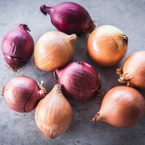 Onion Sets Spring Planting Vegetables Bulbs - High Yielding Easy to Grow - Picture 1 of 32