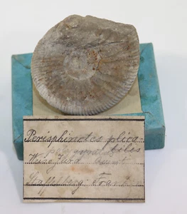 Ammonit, Perisphinctes polyplocus, Jura, Staffelberg, Deutschland -k506 - Picture 1 of 4