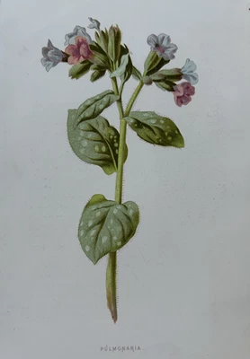 Antiker Druck um 1900 • Pulmonaria (Lungenkraut) Wildblume • F. Edward Hulme - Bild 1 von 4