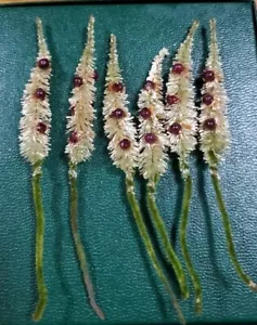 6 Vintage Small White Red Glass Ball Bottle Brush Trees Free Shipping - Picture 1 of 3