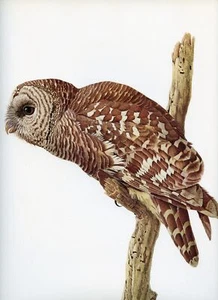 J F Lansdowne BARRED OWL wild bird illustration 1968 vintage bird print - Picture 1 of 4
