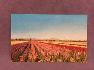 Nakamura Farms Mirro-Krome Cards Postcard - Picture 1 of 2