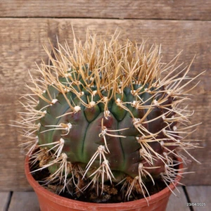 D3866 GYMNOCYCIUM EURYPLEURUM 20 JAHRE ALT Topf16-H13-B16 cm MaMa Kaktus - Bild 1 von 4
