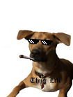 Thug Life Seis Dog Sticker Pet ~ Barfool ~  Vinyl for Phone Laptop Decal