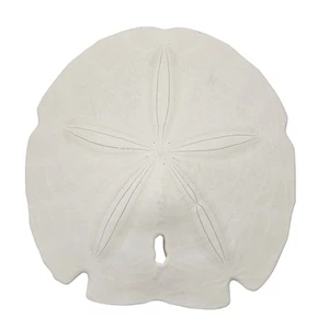 Lote a granel de 3 dólares de arena punta de flecha natural real XL Florida Gulf 5-5,5" (juego de 3) - Imagen 1 de 3