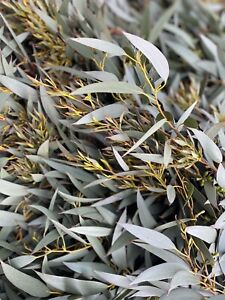 Eucalyptus gregsoniana real fresh cut flower arranging floristry 5 LARGE stems