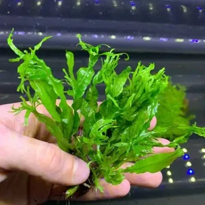 JAVA FERN WINDELOV BEAUTIFUL TROPICAL OXYGENATING HEALTHY AQUARIUM PLANTS SHRIMP - Picture 1 of 1