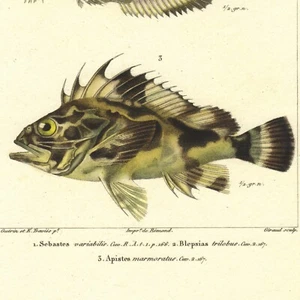 1829 GUÉRIN ICONOGRAPHIE G. CUVIER Hand-Colored FISH Engraving: POISSONS Pl. 14 - Picture 1 of 8