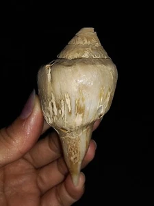 SEA SHELL FOSSIL, GASTROPODA FASCIOLARIDAE, DE JAVA, INDONESIA, 79MM - Imagen 1 de 6