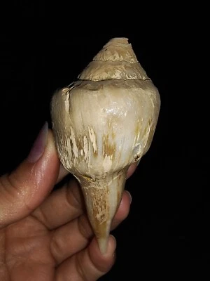 SEA SHELL FOSSIL, GASTROPODA FASCIOLARIDAE, FROM JAVA, INDONESIA, 79MM - Image 1 of 4