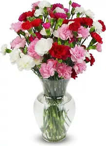 Benchmark Bouquets - 20 Stem Rainbow Mini Carnations (Glass Vase Included) – F - Picture 1 of 6