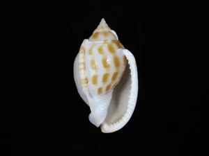 Sea shell Phalium muangmani 75.5mm ID#8318 - Picture 1 of 4