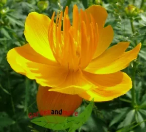 Trollblume Golden Queen, reichblühende Schnittstaude für Rabatte oder Teichrand - Bild 1 von 1