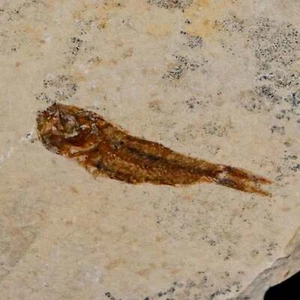 1,1 Zoll Hemisaurida Fossil Fischplatte Kreidezeit Dinosaurier Alter Hakel Libanon - Bild 1 von 6