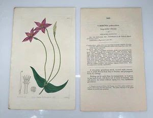 1835 Miss Drake Ridgway Botanical #1803 Chironia Peduncularis tallo largo - Imagen 1 de 3