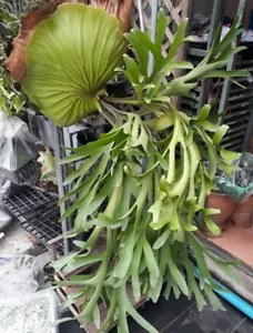 Staghorn Fern esporas Platycerium Mt Kitshakood 2000 - 3000 esporas + CERTIFICADO GRATUITO - Imagen 1 de 2
