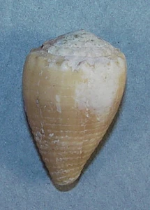 CONUS MUSICUS CEYLANENSIS 23.24mm BEAUTIFUL SPECIMEN Wake Island - Picture 1 of 2