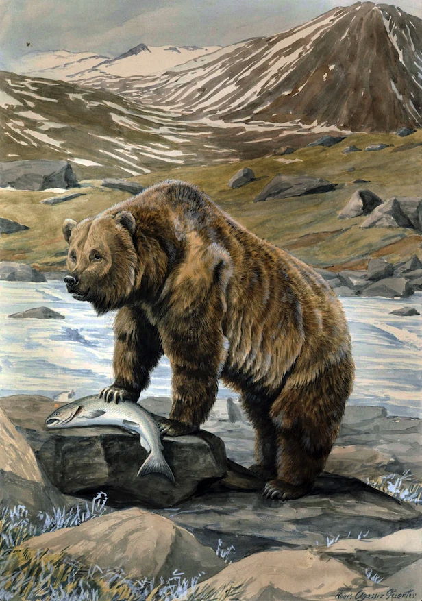 An Alaskan Brown Bear | Louis Agassiz Fuertes | 1916 American Nature Print - Image 1 of 4