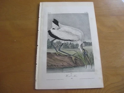 FIRST EDITION AUDUBON OCTAVO WOOD IBIS - Image 1 of 4