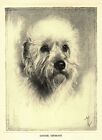 1935 Antique Dandie Dinmont Terrier Print Malcolm Nicholson Illustration 4491h