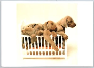 Postcard Weimaraner Puppies Sleeping in Tiny Crib William Wegman - Picture 1 of 2
