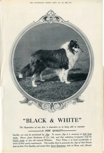 ROuGH COLLIE LASSIE SHEEPDOG SCOTTISH DOG ANTIQUE PRINT Black & White Whisky Ad - Picture 1 of 1