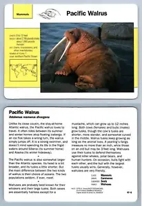 Pacific Walrus #47.6 Mammals - Grolier Wildlife Adventure Card - Picture 1 of 1
