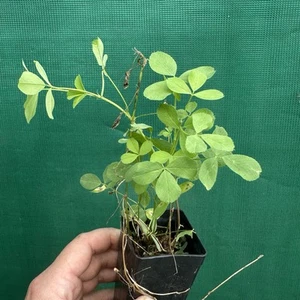 Lucerne / Alfalfa - Medicago sativa (1x Plant) Nitrogen Fixer Permaculture - Picture 1 of 5