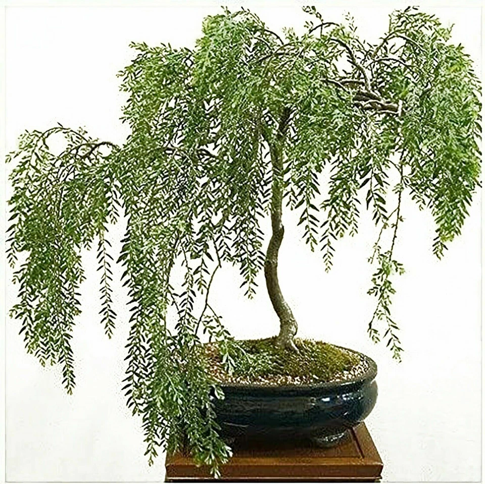 RARE Willow Bonsai Cutting - Grow Willow Bonsai - Image 1 of 1