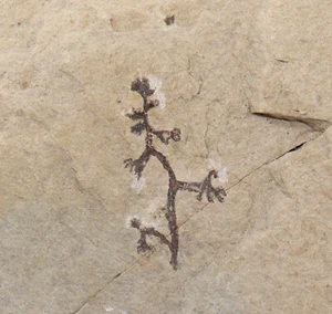 Blatt, Maffeia ceratophylloides, Tertiär, Eozän, Monte Bolca, Verona,Italien-L47 - Bild 1 von 4
