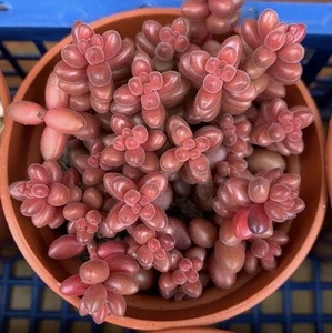 6x Rooted Sedum Stahlii Leaf Cutting w/Pup Succulent Propagation - Picture 1 of 5