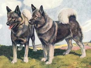 ELCHHUND BEZAUBERNDE HUNDEGRUSS NOTIZKARTE ZWEI SCHÖNE STEHENDE HUNDE - Bild 1 von 1