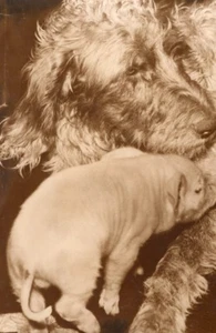 Ferkel Schwein Spangel Setter Hund Frankreich altes Foto 1954 - Bild 1 von 4